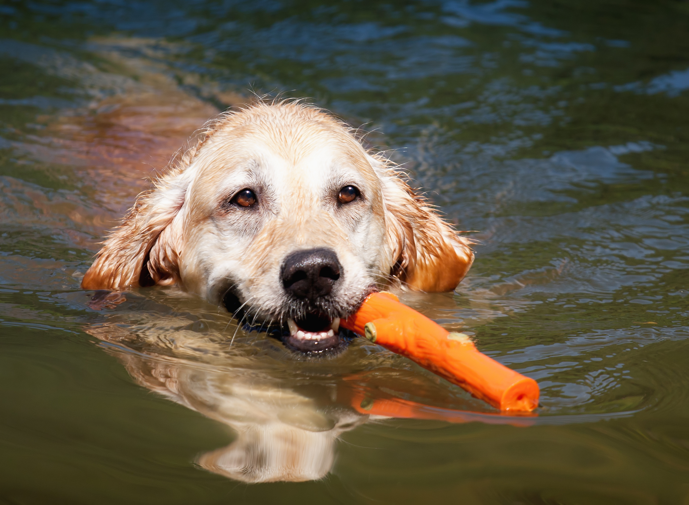 Golden Retriever swimming in calm water, holding a stick in its mouth